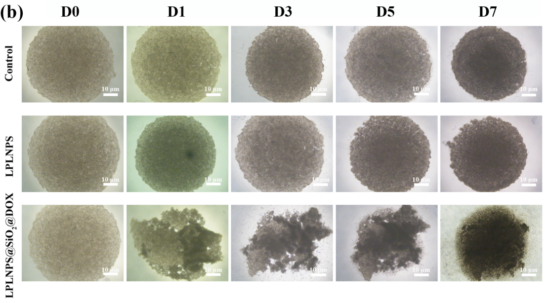 1758161170452635.png 1758161170452635.png